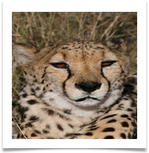 Namibia - Jack's 471 - Jack Tidswell